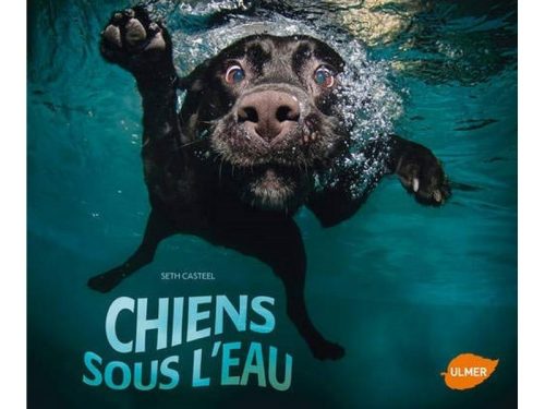 Chiens sous l'eau