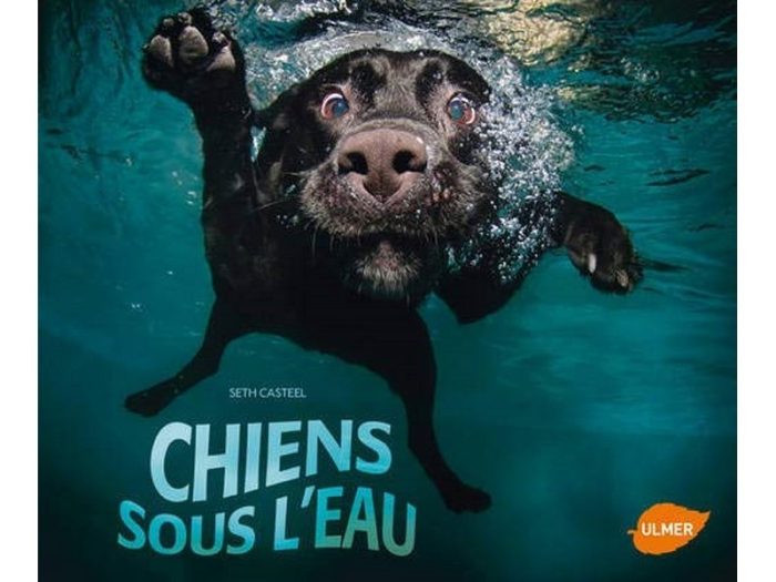 Chiens sous l'eau