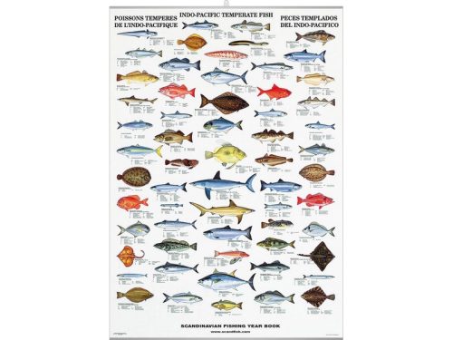 Indo-Pacific Temperate Fish