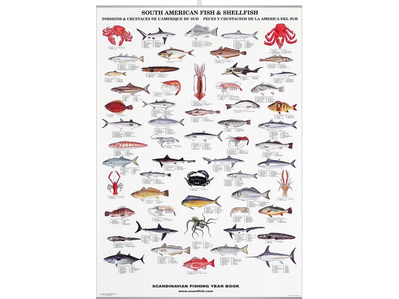 South American Fish & Shellfish