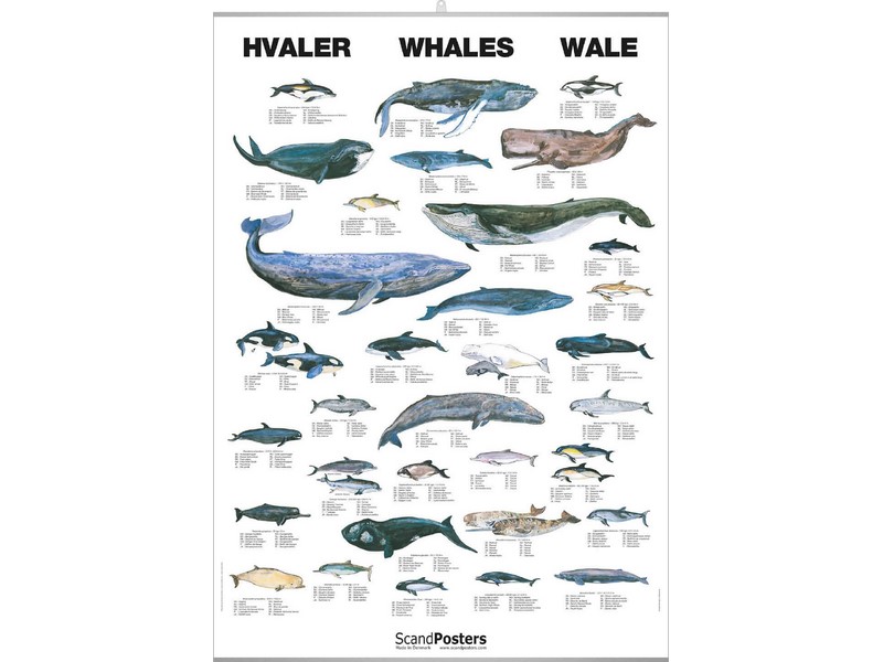 Whales