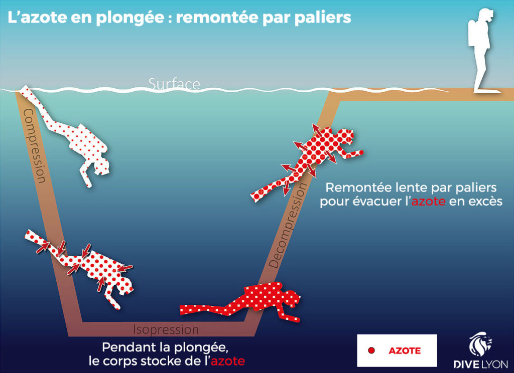 L'azote en plongée : remontée par paliers